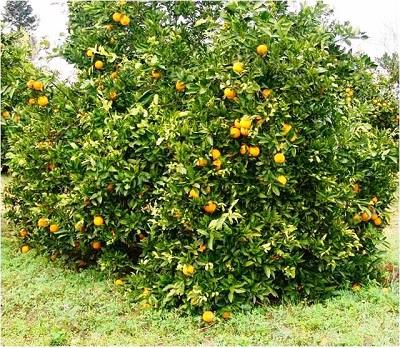 روش‌های جلوگیری از پوسیدگی قهوه‌ای میوه مركبات