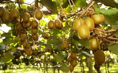 زمان مناسب برداشت میوه كیوی رقم هایوارد