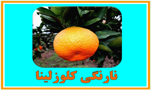 arghamejadid3 (4).jpg