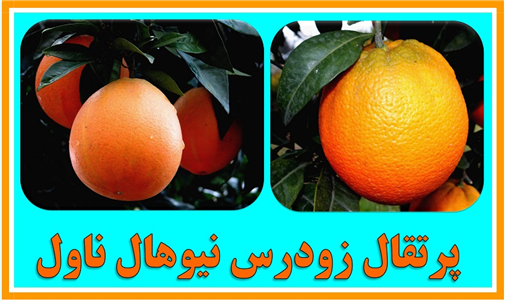 morakabatjadid (3).jpg