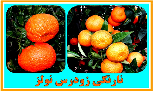 morakabatjadid (1).jpg