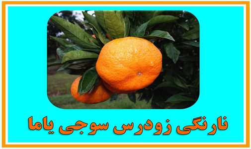 arghamejadid3 (3).jpg