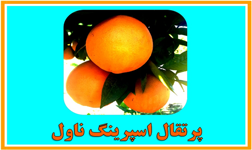 arghamejadid3 (1).jpg